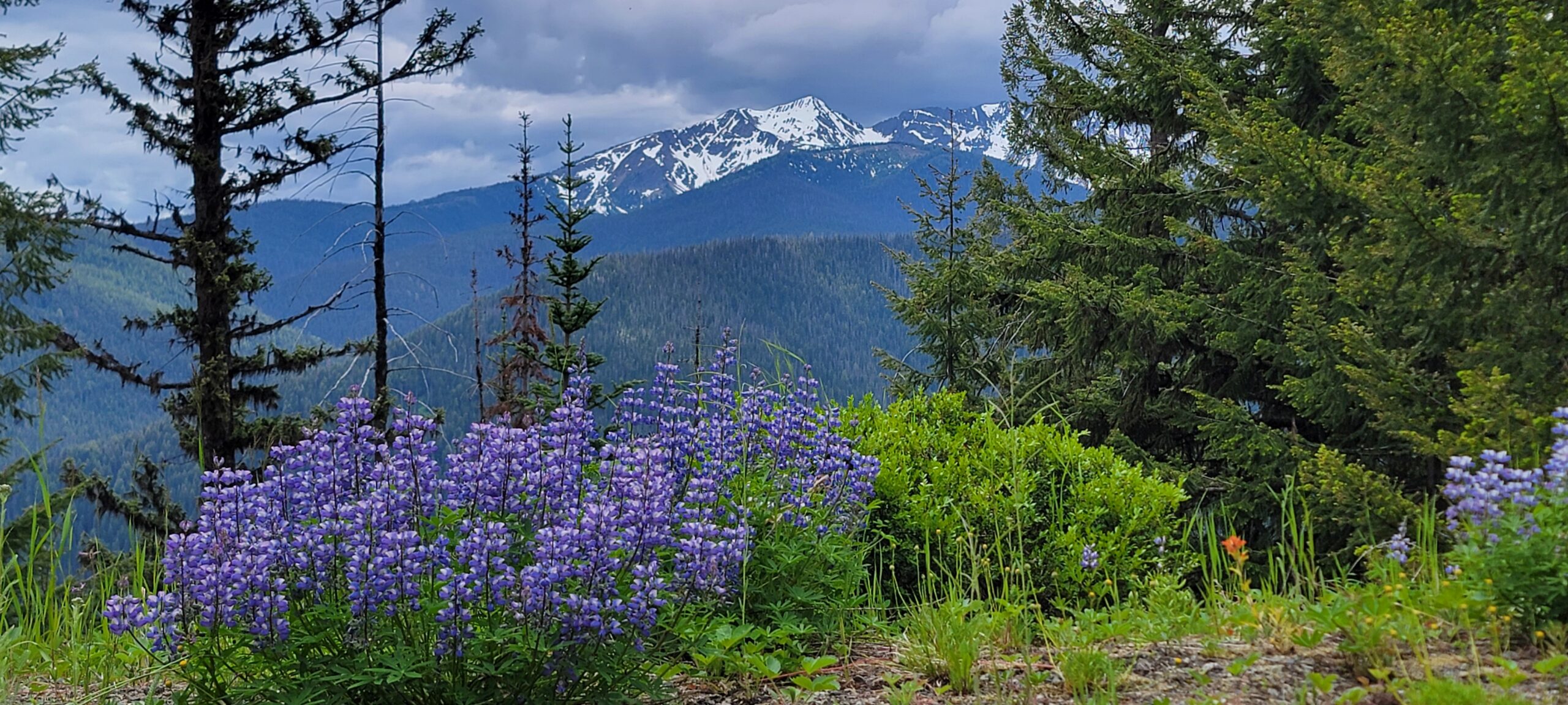 Flowers - E C Manning Park